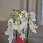 Garni Schoenblick Hotel